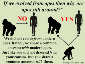 On Apes