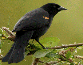 Bird
