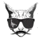 gato-1